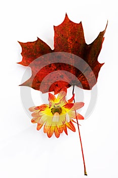 Chrysanthemum and red maple leaf