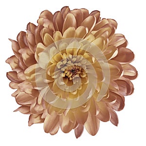 Chrysanthemum red-yellow. Flower on isolated white ba ckground with clipping path without shadows. Close-up. For design.