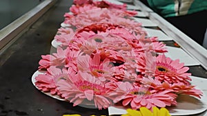 Chrysanthemum for sale on March 8 as a gift