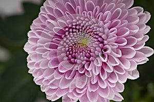 Chrysanthemum Santini Pink