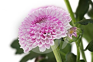 Chrysanthemum Santini Pink