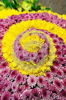 Chrysanthemum in spiralling pattern