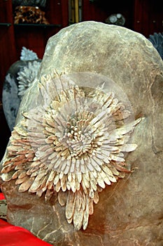Chrysanthemum on stone
