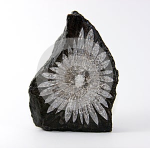 Chrysanthemum Stone