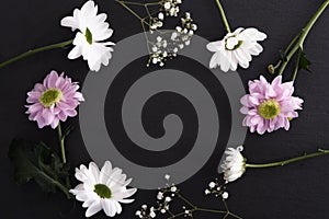 Chrysanthemum on table