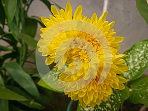 Chrysanthemum, Teluki or chrysanthemum (sometimes referred to as chrysanthemum or chrysanthemum)