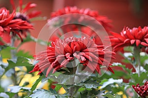 ChrysanthemumÃÂ¯ÃÂ¼Ãâ Dendranthema morifoliumÃÂ¯ÃÂ¼Ãâ Ramat. ÃÂ¯ÃÂ¼Ã¢â¬Â°Tzvel.ÃÂ¯ÃÂ¼Ã¢â¬Â° photo