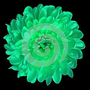 Chrysanthemum turquoise-green. Flower on isolated black background with clipping path without shadows. Close-up. For design.