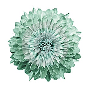 Chrysanthemum turquoise-green. Flower on isolated white background with clipping path without shadows. Close-up. For design.