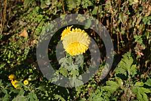 Chrysanthemum with two bright yellow flowers