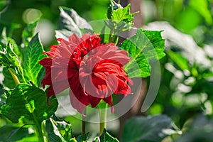 chrysanthemum variety credo, one bright scarlet flower