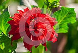 Chrysanthemum variety credo, one bright scarlet flower photo
