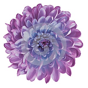 Chrysanthemum violet-blue. Flower on isolated white background with clipping path without shadows. Close-up. For design.