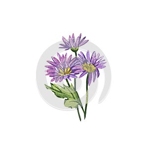 Chrysanthemum violet isolated on white background. Watercolor hand drawing botanic sketch illustration. Art for design