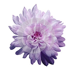 Chrysanthemum violet-pink. Flower on isolated white background with clipping path without shadows. Close-up. For design.