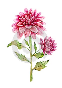 Chrysanthemum Watercolor Illustration. Chrysanthemum flower isolated on white. November Birth Month Flower.