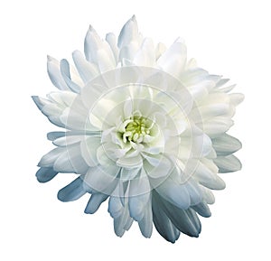 Chrysanthemum white-blue. Flower on isolated white background with clipping path without shadows. Close-up. For design.
