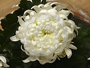 Chrysanthemum White Flower