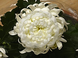 Chrysanthemum White Flower photo