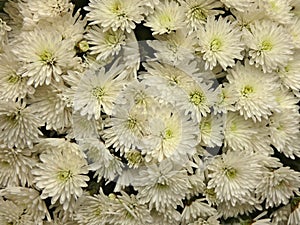 Chrysanthemum White Flowers photo