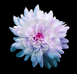 Chrysanthemum white-pink-turquoise. Flower on isolated black background with clipping path without shadows. Close-up. For desig