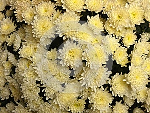 Chrysanthemum White Yellow Flowers photo