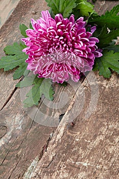 chrysanthemum on wooden background