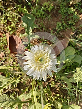 The chrysanthemum xgrandiglorun plant in the garden park spring