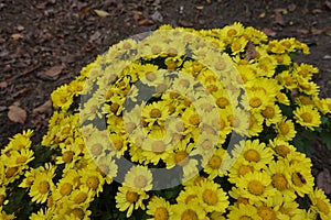 Chrysanthemum with yellow daisy-like flowers in October