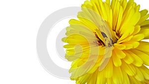 Chrysanthemum - a yellow flower isolated on the white background