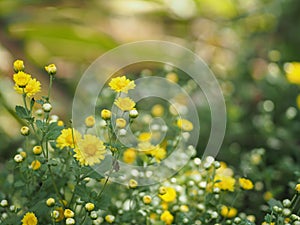 Chrysanthemum yellow flower in nature blurred of background Scientific name Chrysanthemum morifolium Ramat