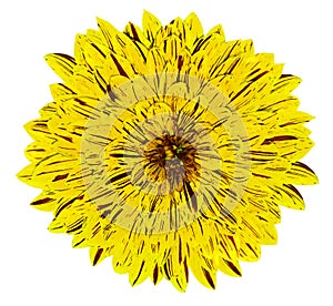 Chrysanthemum yellow flower on white isolated background with clipping path. no shadows. Closeup.