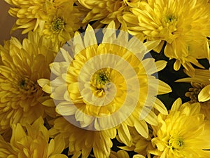 Chrysanthemum Yellow Flowers photo