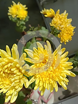 Chrysanthemum Ã— morifolium perennial plant from family Asteraceae in bloom with blurred yellow flower background