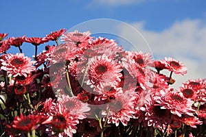 Chrysanthemums