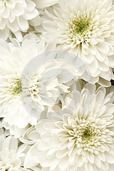 Chrysanthemums