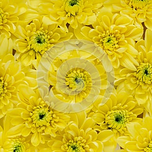 Chrysanthemums