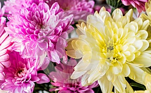 Chrysanthemums