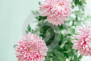 Chrysanthemums and asters flowers.Delicate floral background in pastel colors.Autumn perennial flowers. Bush double