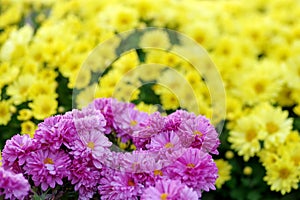 Chrysanthemums. Background of yellow and purple flowers