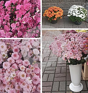 Chrysanthemums bloom in autumn