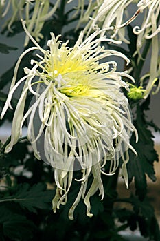 Chrysanthemums blooming