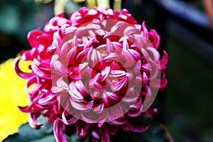 Chrysanthemums blooming in winter