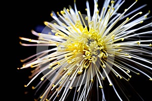 Chrysanthemums blooming in winter