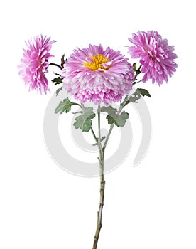 Chrysanthemums