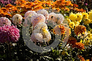 Chrysanthemums colorful multicolored background. Copy space