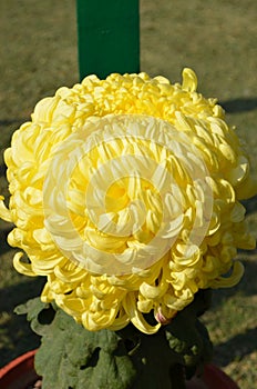 Chrysanthemums family Asparagaceae. Countless horticultural varieties Perennial herbaceous.