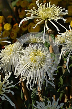 Chrysanthemums family Asparagaceae. Countless horticultural varieties Perennial herbaceous.