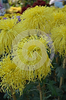 Chrysanthemums family Asparagaceae. Countless horticultural varieties Perennial herbaceous.