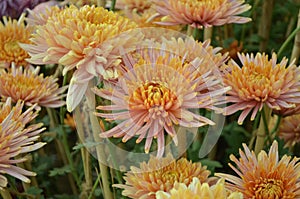 Chrysanthemums family Asparagaceae. Countless horticultural varieties Perennial herbaceous.